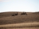 Dennis Revis's Mule Deer with Does in South Dakota 2007